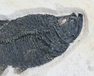 Foot Wide Notogoneus & Diplomystus Fossil Fish Plate #28514-3